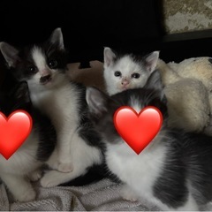 実家の猫が子猫を産みました。