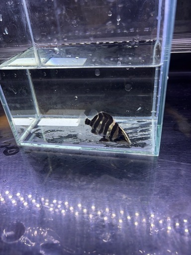 スマトラタイガー