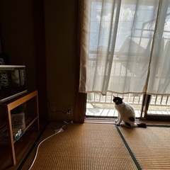 人懐こいハチワレ猫！