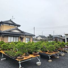 盆栽園管理スタッフ【月給18万円】の画像
