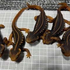 アメイロイボイモリ の画像