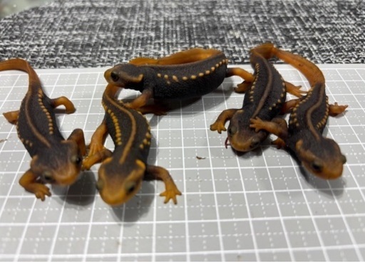 アメイロイボイモリ 【お取引予定者有り】