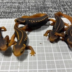 アメイロイボイモリ の画像