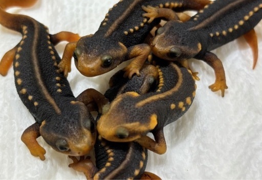 アメイロイボイモリ 【お取引予定者有り】