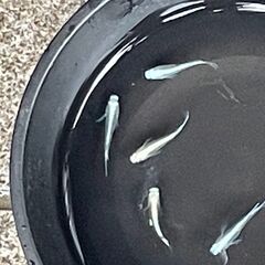 メダカ成魚（ミユキフルボディ）種親クラス　２ペア