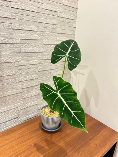 ☆取引完了☆➃観葉植物 大型アロカシア グリーンベルベット 縞