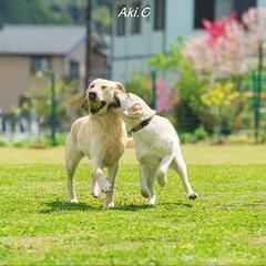 去年から犬猫フォトグラファー始めました！の画像