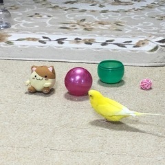 土日午後のお茶友達を探してます。 - メンバー募集