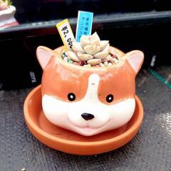 多肉鉢(多肉サンプル付き)