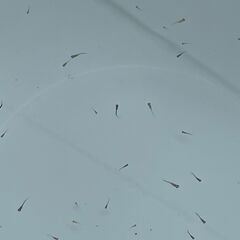 ①メダカ針子（ミックス）60匹＋ゾウリムシ500ml　１本