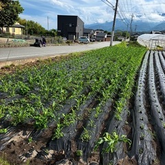 とうもろこし収穫体験🌽
