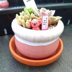 多肉鉢(多肉サンプル付き)