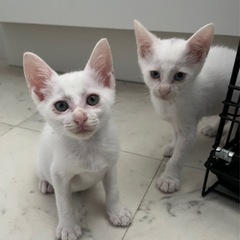 2ヶ月の男の子たち✦