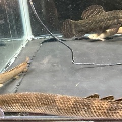 【値下げしました】熱帯魚各種1000〜
