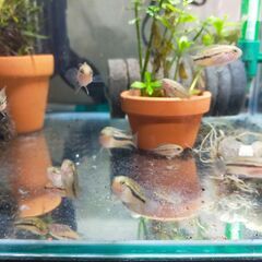 ナンナカラ アノマラ　ペア　熱帯魚　アピストグラマ　小型シクリッドの画像