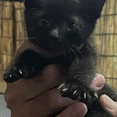 【里親募集】元野良の子猫たち2匹（黒猫♀・白猫♂）保護しま…