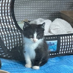 【里親募集】元野良の子猫たち3匹（ハチワレ♀・黒猫♀・白猫…