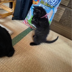 遊ぶの大好きやんちゃ坊主