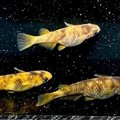【現物種親出品４点セット】⭐︎1ペア＆卵20個＆針子10匹＆PSB⭐︎爆増4点セット　AW-03R（和墨系統）　メダカの画像