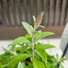 蝶を呼ぶ花『ブッドレア　バタフライキャンディ　リトルピンク』　7号鉢ごとの画像