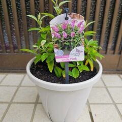 蝶を呼ぶ花『ブッドレア　バタフライキャンディ　リトルピンク』　7号鉢ごとの画像