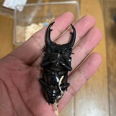 能勢YGオオクワガタの画像