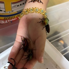 パプアキンイロクワガタの画像