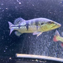 キクラ インターメディアの画像