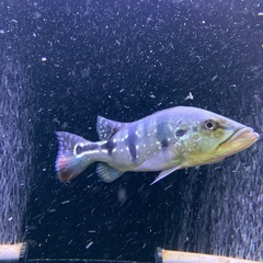 キクラ インターメディアの画像