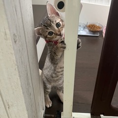お目目まん丸の女の子❤️ − 大分県