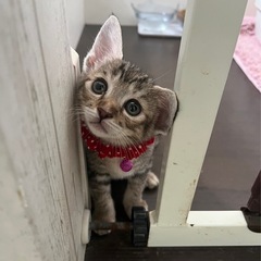 お目目まん丸の女の子❤️ - 猫