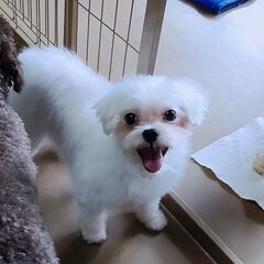 食べるの大好きマルチーズの男の子スーさん4歳
