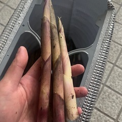 たけのこの相場