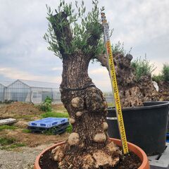 【現品】古木オリーブ  超大株  オヒブランカ の画像