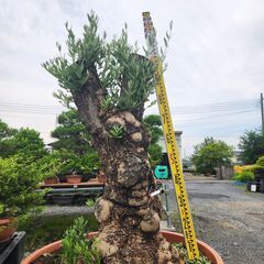 【現品】古木オリーブ  超大株  オヒブランカ の画像