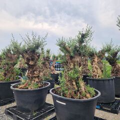 【現品】古木オリーブ  超大株  オヒブランカ の画像