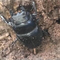 トクノシマヒラタクワガタの画像