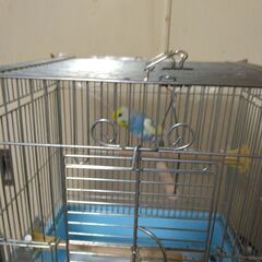 小鳥（セキセイインコ　メス）
