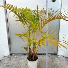＊アレカヤシ 観葉植物＊