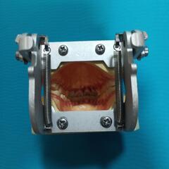 顎　歯　模型　歯科の画像