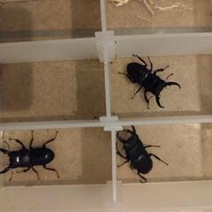 ヒラタクワガタ