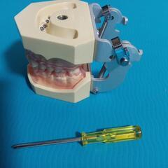 顎　歯　模型　歯科の画像