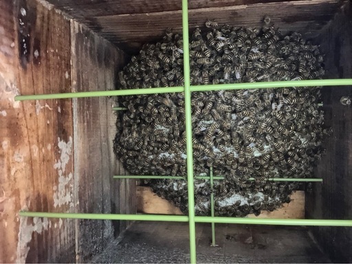 日本ミツバチ 飼育したい方へ！ 6/21. PM23:00終了になります。