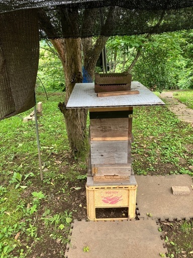 日本ミツバチ　飼育したい方へ！ 6/21. PM23:00終了になります。