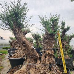 【現品】古木オリーブ  超大株  オヒブランカ の画像
