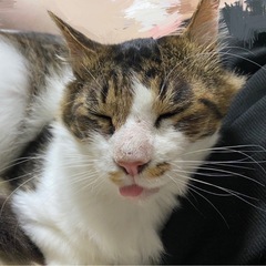ハート模様のベタ慣れ猫ちゃん♡