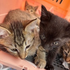 ⭐️⭐️猫ケージ他不用品⭐️⭐️