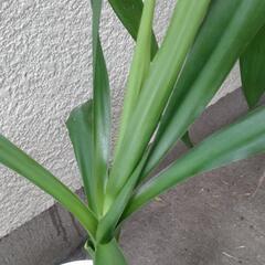 観葉植物 ユッカの画像