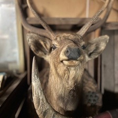 【おしゃれな鹿の剥製をお譲りします】  の画像
