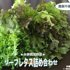 【水耕栽培】⭐︎リーフレタス詰め合わせ⭐︎※農薬不使用